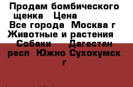 Продам бомбического щенка › Цена ­ 30 000 - Все города, Москва г. Животные и растения » Собаки   . Дагестан респ.,Южно-Сухокумск г.